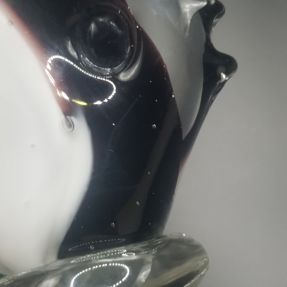 Glass fish - Picture 13 of 16